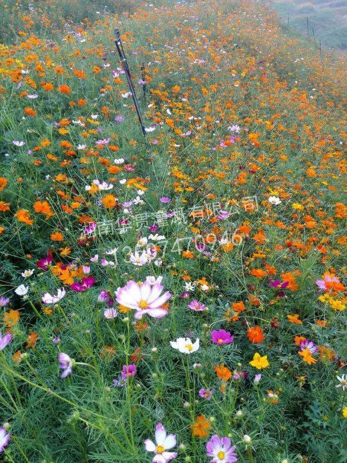 栗山花海自动微喷实例 