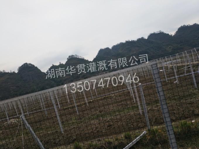 通道县葡萄基地水肥一体化自动喷灌 
