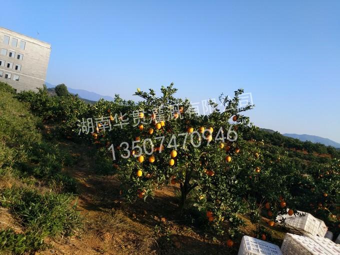 安仁脐橙基地水肥一体化自动滴灌实例 